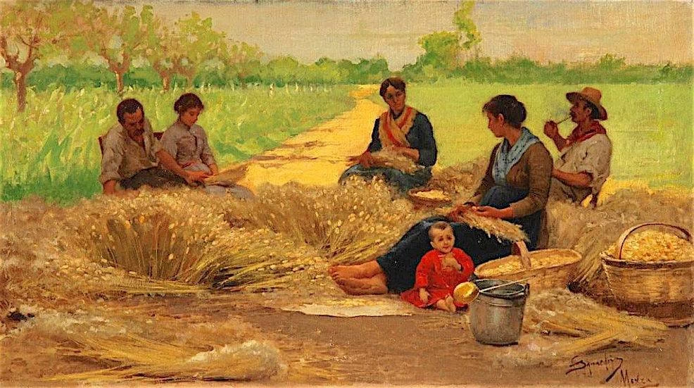 Lo scartocciamento della melica